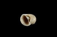 蝴蝶玉螺藏品圖，第3張